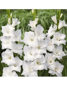 5 GLADIOLI GIANT FLOWERING : White Prosperity