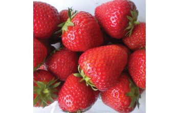 2 STRAWBERRY : Early Bearing Elsanta