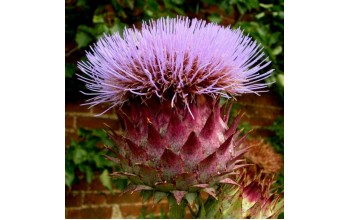 2 ARTICHOKE : Cardunculus