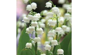 5 CONVALLARIA : Lily Of The Valley