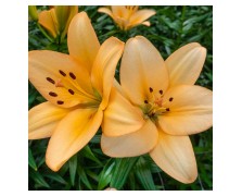 2 LILIUM LA HYBRID : Menorca